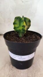 MATRIZ ASTROPHYTUM Myriostigma "Variegata" Nº 1180 – vaso 15 - Imagem 2