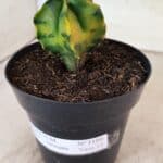 MATRIZ ASTROPHYTUM Myriostigma "Variegata" Nº 1180 – vaso 15