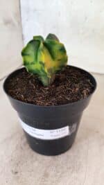 MATRIZ ASTROPHYTUM Myriostigma "Variegata" Nº 1180 – vaso 15