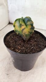 MATRIZ ASTROPHYTUM Myriostigma "Variegata" Nº 1180 – vaso 15 - Imagem 3