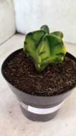 MATRIZ ASTROPHYTUM Myriostigma "Variegata" Nº 1180 – vaso 15 - Imagem 7