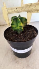 MATRIZ ASTROPHYTUM Myriostigma "Variegata" Nº 1180 – vaso 15 - Imagem 6