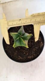 MATRIZ ASTROPHYTUM Myriostigma "Variegata" Nº 1180 – vaso 15 - Imagem 5