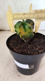 MATRIZ ASTROPHYTUM Myriostigma "Variegata" Nº 1180 – vaso 15 - Imagem 4