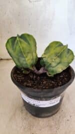 MATRIZ ASTROPHYTUM Myriostigma "Variegata - Bicéfalo" Nº 1175 – vaso 15 - Imagem 2