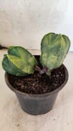 MATRIZ ASTROPHYTUM Myriostigma "Variegata - Bicéfalo" Nº 1175 – vaso 15 - Imagem 9