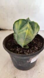 MATRIZ ASTROPHYTUM Myriostigma "Variegata - Bicéfalo" Nº 1175 – vaso 15 - Imagem 8