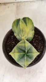 MATRIZ ASTROPHYTUM Myriostigma "Variegata - Bicéfalo" Nº 1175 – vaso 15 - Imagem 3