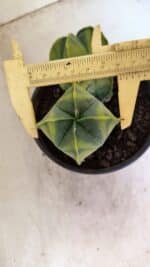 MATRIZ ASTROPHYTUM Myriostigma "Variegata - Bicéfalo" Nº 1175 – vaso 15 - Imagem 7