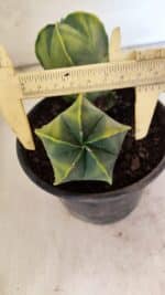 MATRIZ ASTROPHYTUM Myriostigma "Variegata - Bicéfalo" Nº 1175 – vaso 15 - Imagem 6