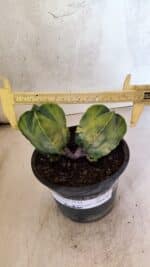 MATRIZ ASTROPHYTUM Myriostigma "Variegata - Bicéfalo" Nº 1175 – vaso 15