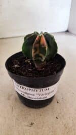 ASTROPHYTUM MYRIOSTIGMA Nº 1137  "Variegata - Multicostatum" - vaso 09 - Imagem 2