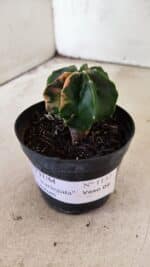 ASTROPHYTUM MYRIOSTIGMA Nº 1137  "Variegata - Multicostatum" - vaso 09 - Imagem 9