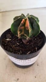 ASTROPHYTUM MYRIOSTIGMA Nº 1137  "Variegata - Multicostatum" - vaso 09