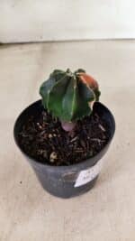 ASTROPHYTUM MYRIOSTIGMA Nº 1137  "Variegata - Multicostatum" - vaso 09 - Imagem 7