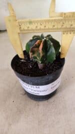 ASTROPHYTUM MYRIOSTIGMA Nº 1137  "Variegata - Multicostatum" - vaso 09 - Imagem 4