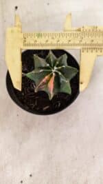 ASTROPHYTUM MYRIOSTIGMA Nº 1137  "Variegata - Multicostatum" - vaso 09 - Imagem 5