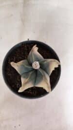 MATRIZ ASTROPHYTUM Myriostigma "Variegata" Nº 1135 – vaso 15 - Imagem 3