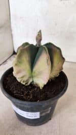 MATRIZ ASTROPHYTUM Myriostigma "Variegata" Nº 1135 – vaso 15 - Imagem 7