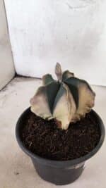 MATRIZ ASTROPHYTUM Myriostigma "Variegata" Nº 1135 – vaso 15 - Imagem 5