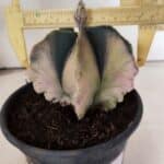 MATRIZ ASTROPHYTUM Myriostigma "Variegata" Nº 1135 – vaso 15