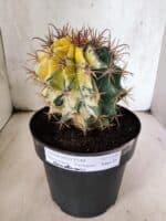 MATRIZ ASTROPHYTUM ORNATUM "Variegata" Nº 10 – vaso 17 - Imagem 2