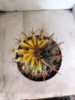 MATRIZ ASTROPHYTUM ORNATUM "Variegata" Nº 10 – vaso 17 - Imagem 3