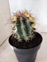 MATRIZ ASTROPHYTUM ORNATUM "Variegata" Nº 10 – vaso 17 - Imagem 8