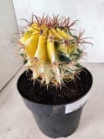 MATRIZ ASTROPHYTUM ORNATUM "Variegata" Nº 10 – vaso 17 - Imagem 6