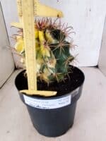 MATRIZ ASTROPHYTUM ORNATUM "Variegata" Nº 10 – vaso 17 - Imagem 5