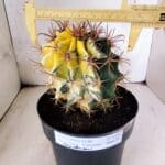 MATRIZ ASTROPHYTUM ORNATUM "Variegata" Nº 10 – vaso 17