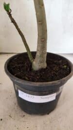 Planta Simples 3435 – 35cm – 03 anos - Imagem 7