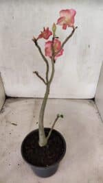 Planta Simples 3435 – 35cm – 03 anos - Imagem 6