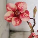 Planta Simples 3435 – 35cm – 03 anos