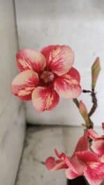 Planta Simples 3435 – 35cm – 03 anos