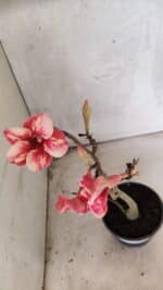 Planta Simples 3435 – 35cm – 03 anos - Imagem 4