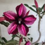 Planta Simples 3436 – 50cm – 04 anos