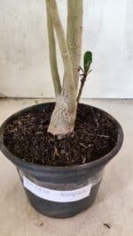 Planta Simples 3438 – 35cm – 02 anos - Imagem 8