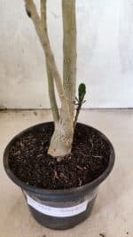 Planta Simples 3438 – 35cm – 02 anos - Imagem 5