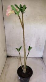 Planta Simples 3438 – 35cm – 02 anos - Imagem 7