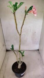 Planta Simples 3438 – 35cm – 02 anos - Imagem 6