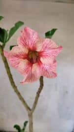 Planta Simples 3438 – 35cm – 02 anos