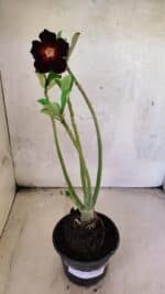 Planta Simples 3439 – 30cm – 02 anos - Imagem 2