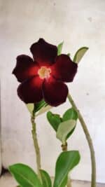 Planta Simples 3439 – 30cm – 02 anos