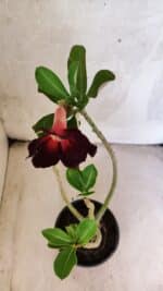 Planta Simples 3439 – 30cm – 02 anos - Imagem 4