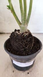 Planta Simples 3439 – 30cm – 02 anos - Imagem 6