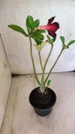 Planta Simples 3439 – 30cm – 02 anos - Imagem 5