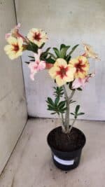 Planta Simples 3440 – 35cm – 03 anos - Imagem 2