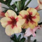 Planta Simples 3440 – 35cm – 03 anos