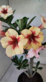 Planta Simples 3440 – 35cm – 03 anos